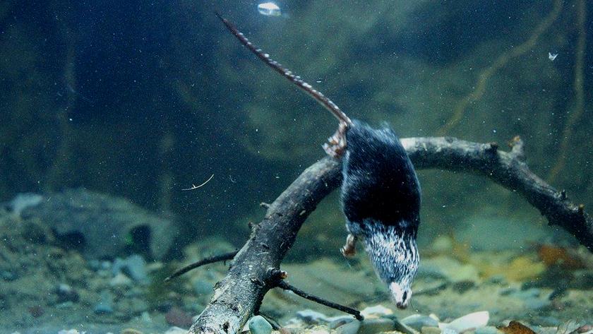 Iranpress: What are secrets behind tiny diving mammals?