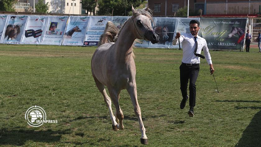 Iranpress: Arabian Horse Festival held in Ardabil