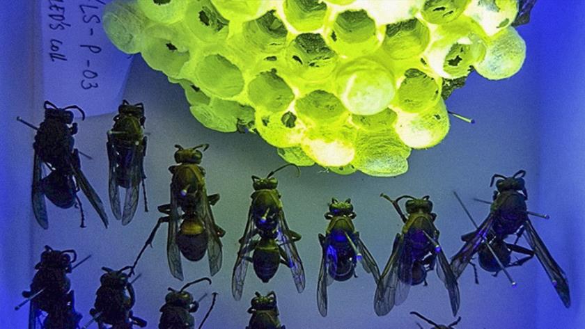 Iranpress: Shining: These strange wasp nests glow under UV light