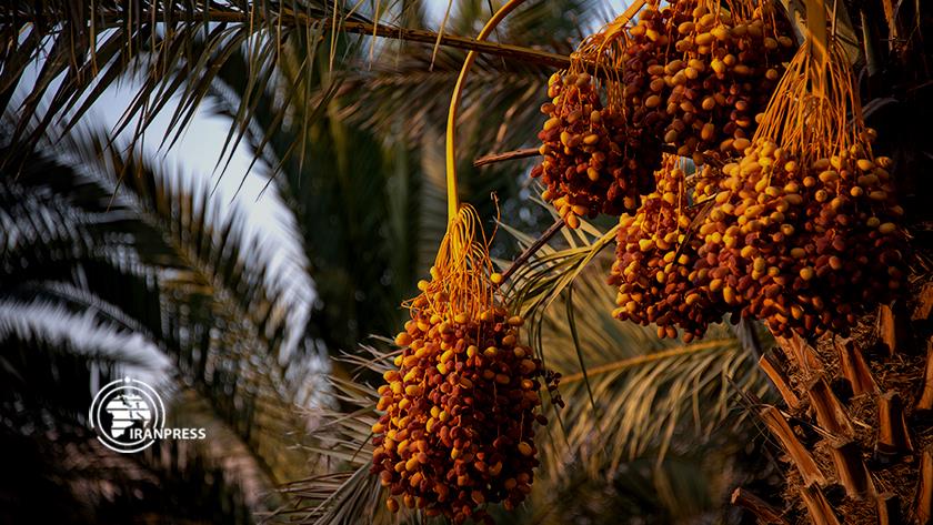Iranpress: Production of high-quality dates in Iran