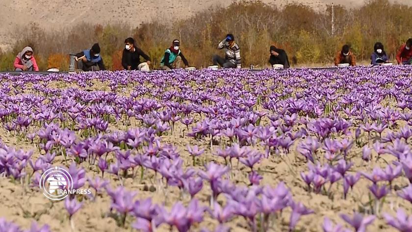 Iranpress: Saffron harvest; export of Iranian red gold to 60 countries