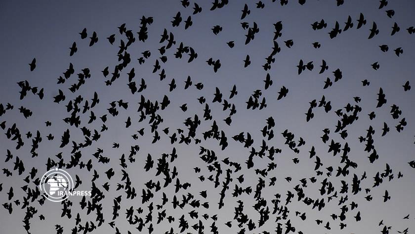 Iranpress: Glorious starling flock flying over Arak city