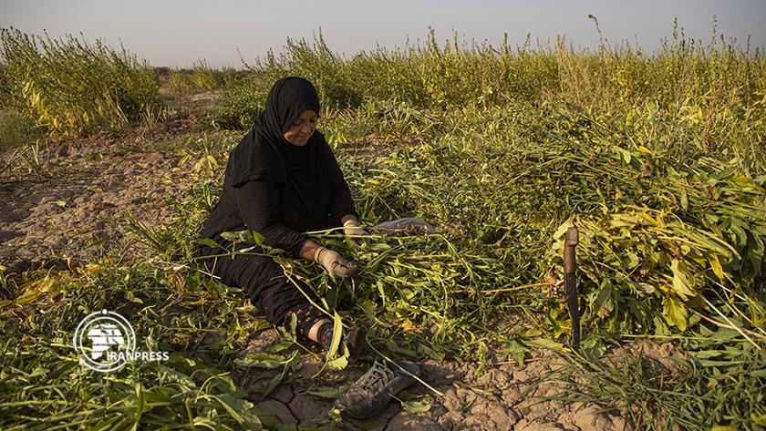 Iranpress: Sesame harvest in SE of Iran
