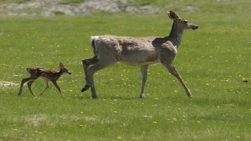 Iranpress: Study: Deer may be spreading coronavirus