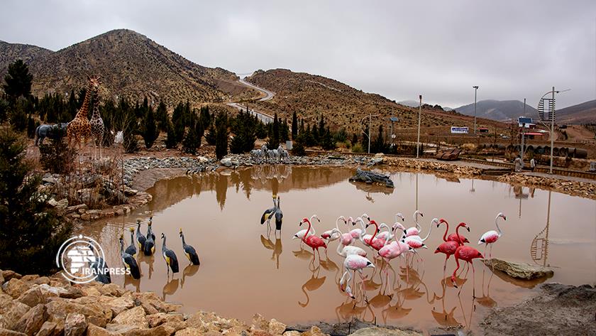 Iranpress: Derak Mountain Park; An eye-catching view of snowy season
