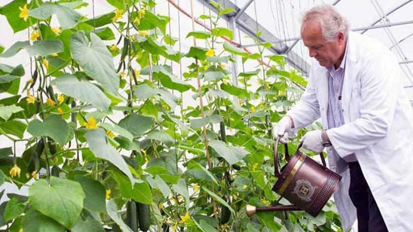Iranpress: Iranian researchers produce hybrid seeds