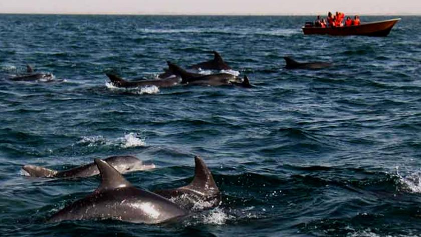 Iranpress: Joyous playing of dolphins, tourist attraction in Persian Gulf