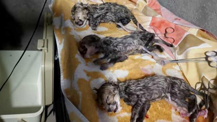Iranpress: Rare Asiatic cheetah gives birth in Iranian site 