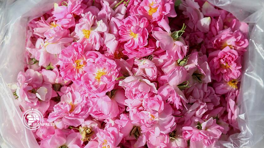 Iranpress: Damask rose harvest, plant with medicinal essence
