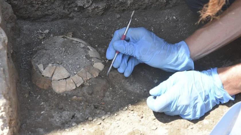 Iranpress: Remains of ancient pregnant tortoise surprises archaeologists