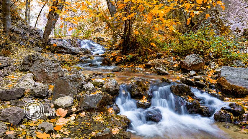 Iranpress: Autumn in forests of Golestan