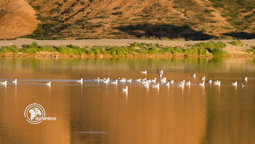Iranpress: Migratory birds in Bojnurd 