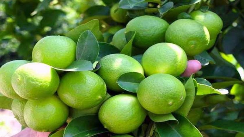 Iranpress: Iran to export citrus to China