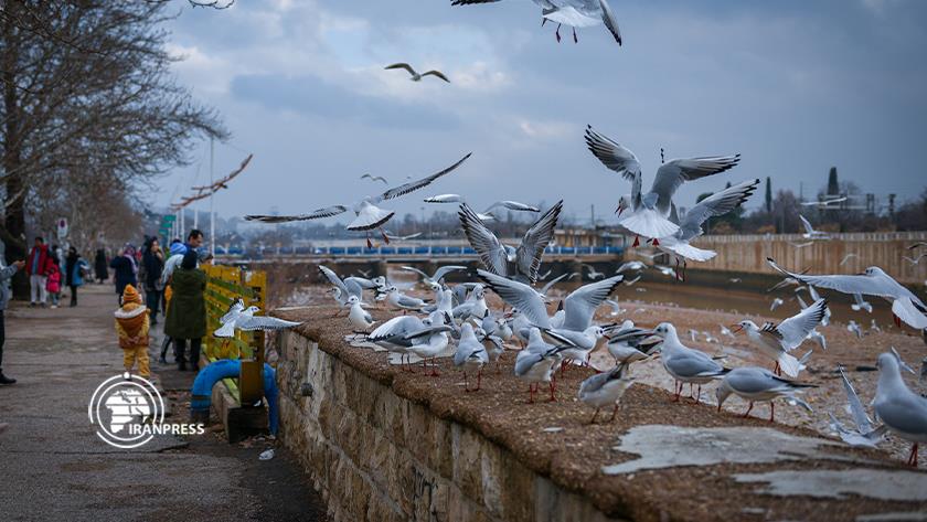 Iranpress: Spectacular scenery of flying migratory birds in Iran