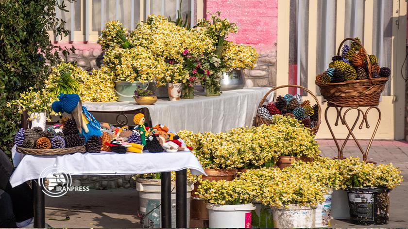 Iranpress: Narcissus flower festival in Azadshahr 