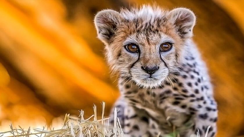 Iranpress: Iran cheetah cub Pirouz dies due to kidney failure