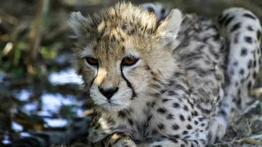 Iranpress: Pirouz, Iranian Cheetah gets World attention as he dies 