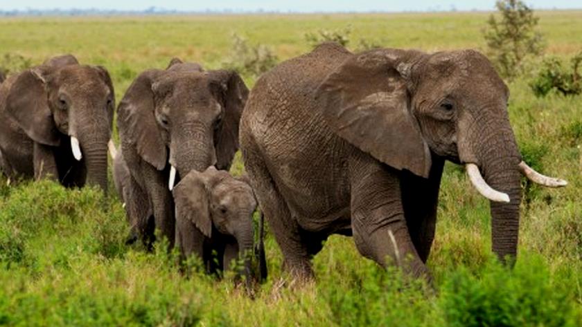 Iranpress: 6 elephants killed in 14 months in Tanzania
