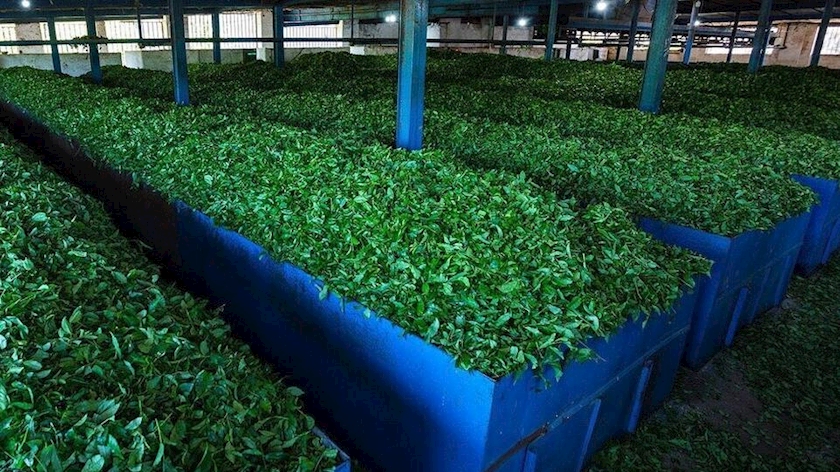 Iranpress: Iran has set a new record in tea exports