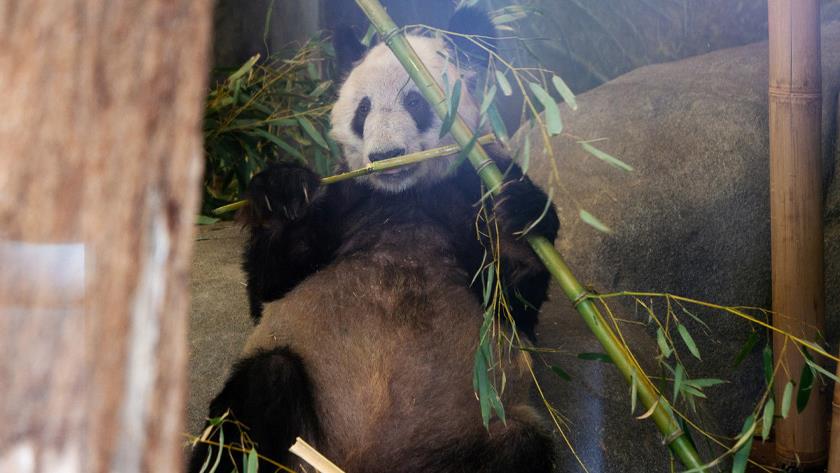 Iranpress: Giant panda Ya Ya to return to China