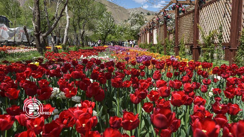 Iranpress: Tulip flower festival held in Iran Asara