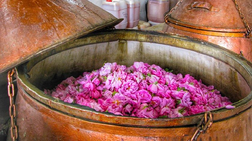 Iranpress: Rose water; What Iran is known for