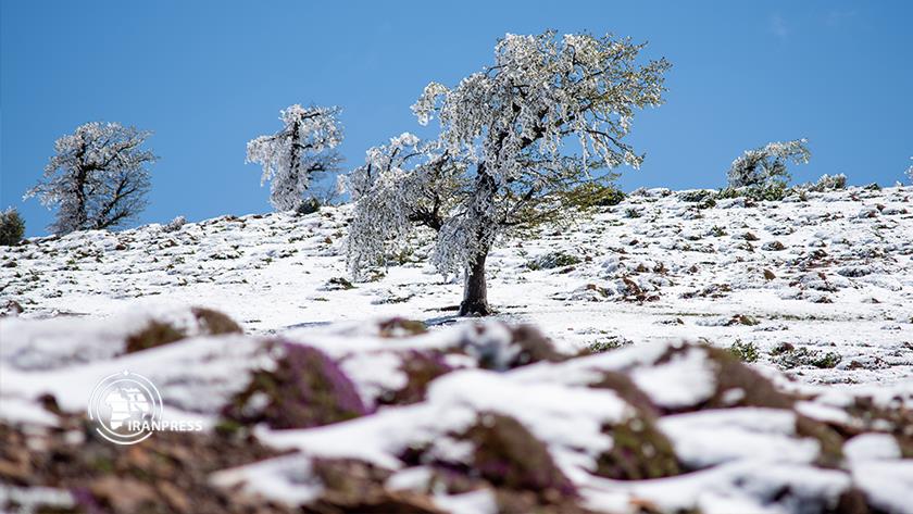 Iranpress: Beautiful spring snow doubles natural beauty of Olang forest