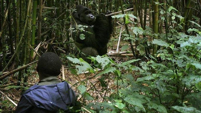 Iranpress: Four killed in east Congo ambush near gorilla park