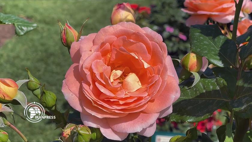 Iranpress: Iranian roses in Rome Flower Garden