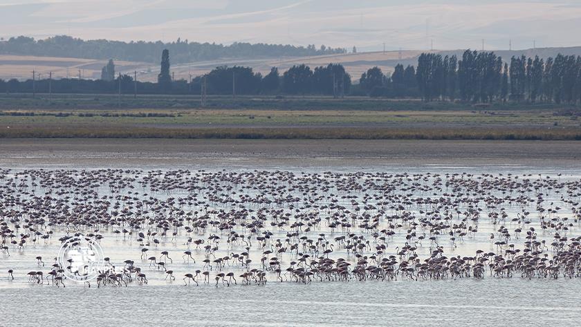 Iranpress: More than 30k flamingos lives in Lake Urmia 