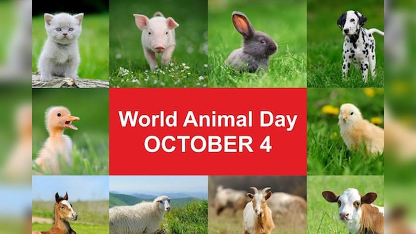 Iranpress: World Animal Welfare Day 2023: Theme, history, significance