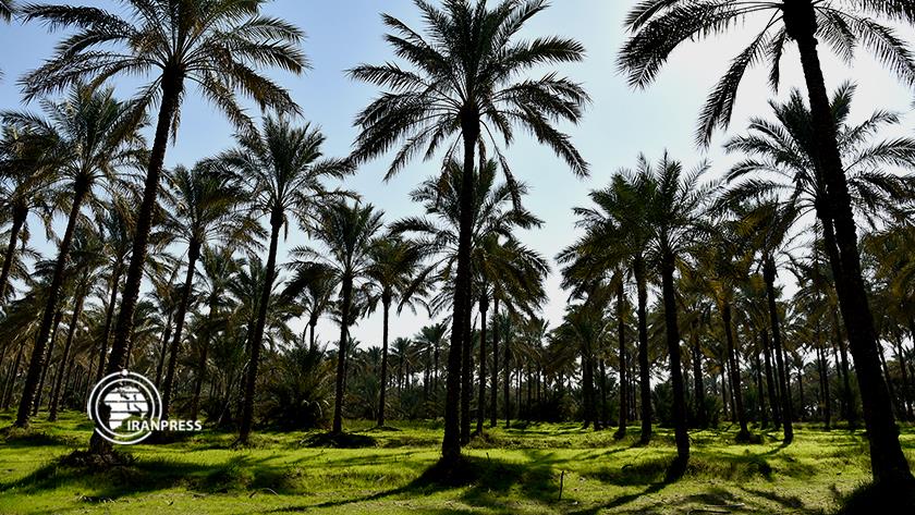 Iranpress: Beautiful palm groves in Bushehr; Tourist destination in Southern Iran 