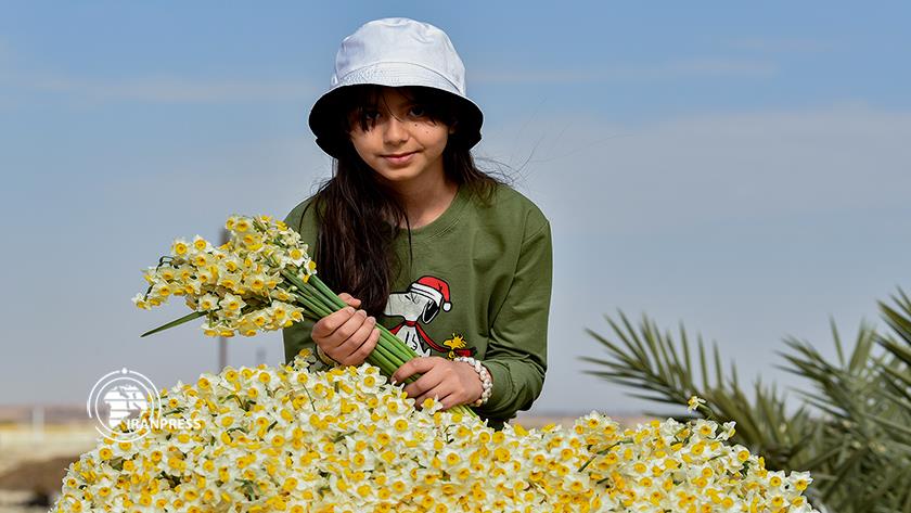 Iranpress: Dancing Daffodils in the Farms in Kazerun