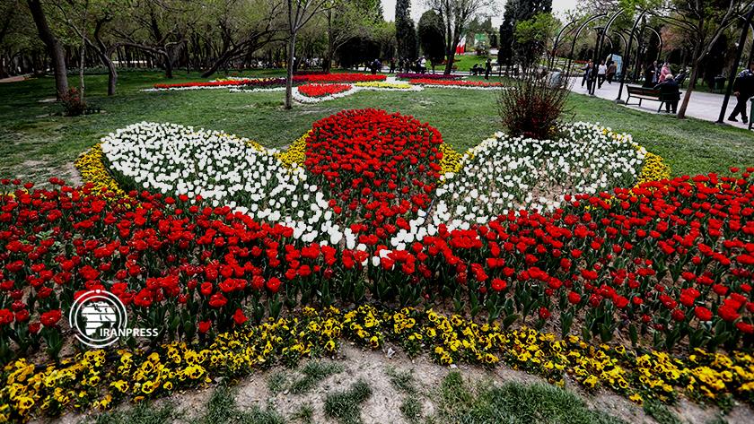 Iranpress: Beauty of colorful tulips festival in Iran Mashhad welcomed by tourists 