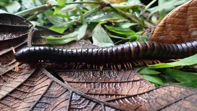 Iranpress: Giant Millipede Rediscovered in Madagascar’s Jungle After 126 Years