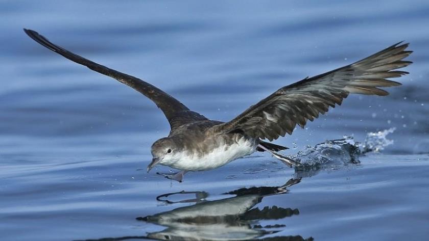 Iranpress: Rare Iranian Bird Known as 