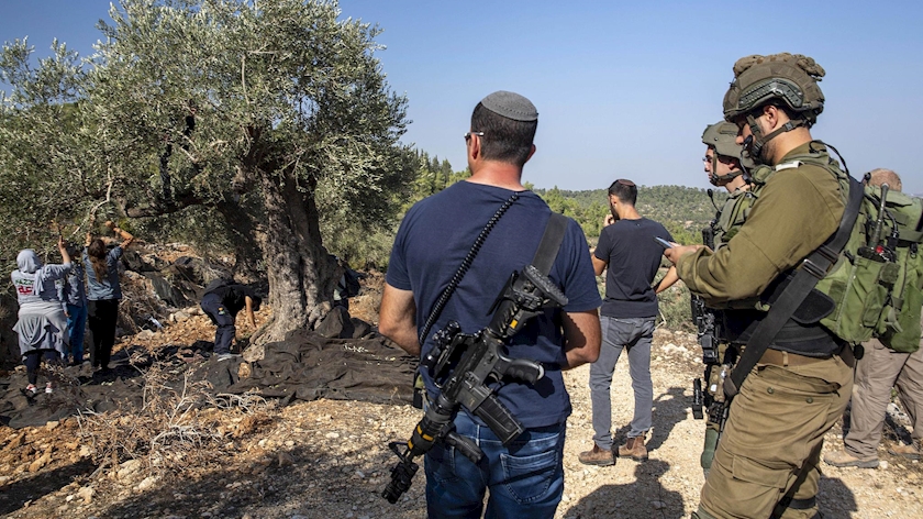 Iranpress: UN: Israeli Settler Violence in West Bank Hits 5-Year High During Olive Harvest