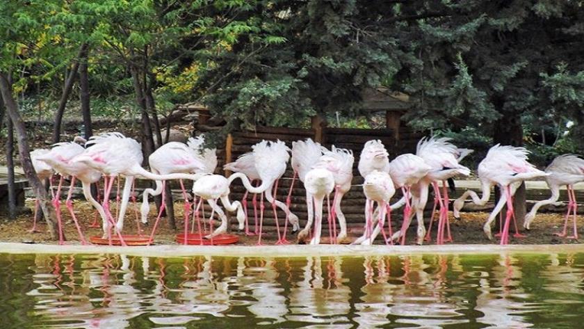 Iranpress: Le Jardin des oiseaux de Téhéran; attraction touristique de la capitale de l
