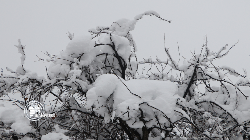 Iranpress: Les chutes de neige d