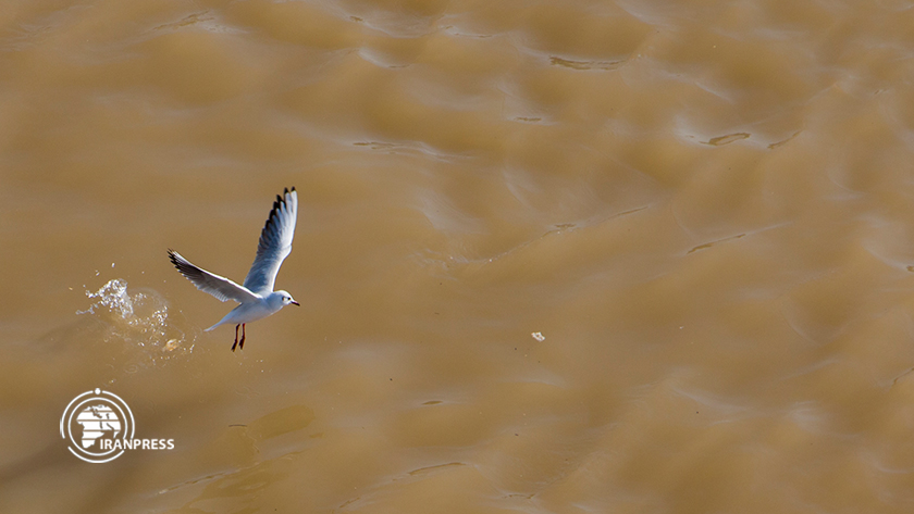 Iranpress: Les oiseaux migrateurs volant autour du pont blanc d