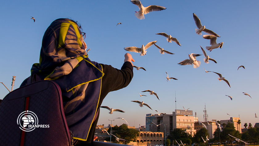 Iranpress: Les oiseaux migrateurs volant autour du pont blanc d