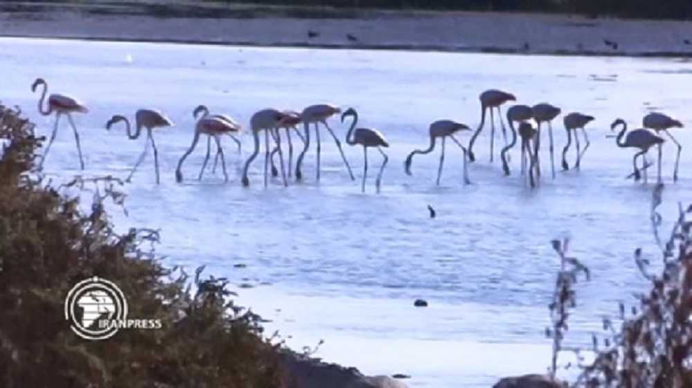 Iranpress: Oiseaux migrateurs à Hormozgan, en Iran