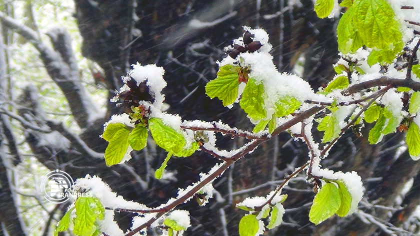 Iranpress: Admirez la vue saisissante des chutes de neige dans les forêts du nord de l