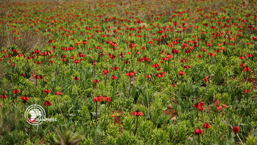 Iranpress: Plaine de tulipes renversées de Koohrang en images