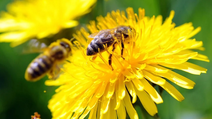 Iranpress: Une start-up néerlandaise a appris aux abeilles à détecter le COVID-19