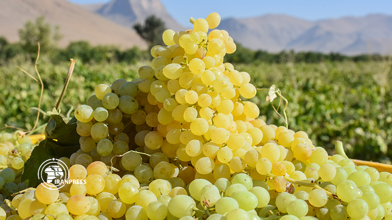Iranpress: Khondab ; exportateur de raisins secs vers les pays européens et voisins