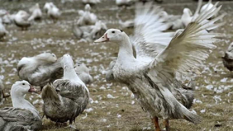 Iranpress: Grippe aviaire : Près de 3 millions de volailles abattues en France