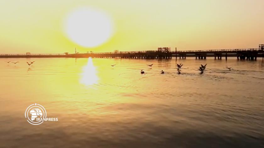 Iranpress: La beauté des pélicans migrateurs volant sur les rives du golfe Persique