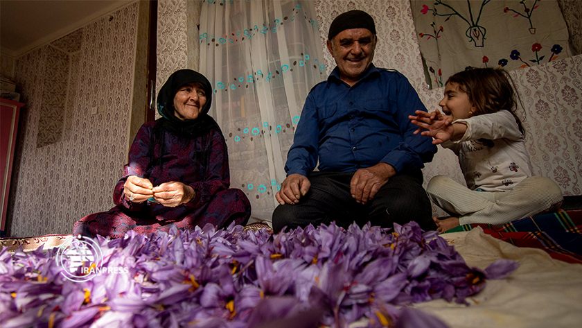 Iranpress: Récolte du safran au Golestan ; La marque mondiale d