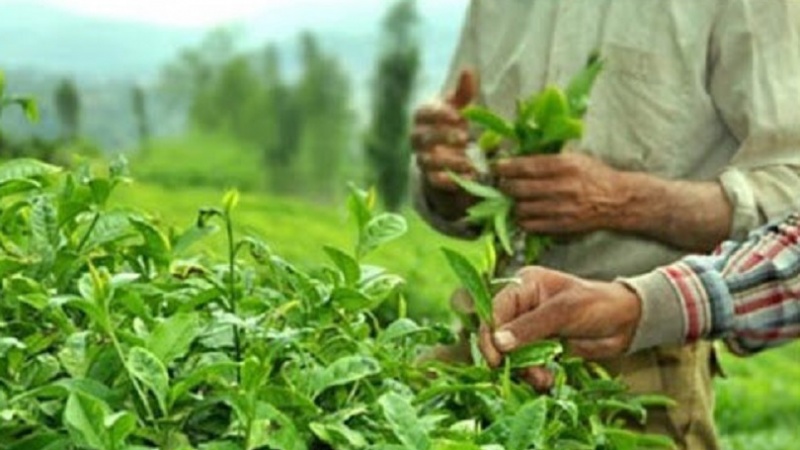Iranpress: Les exportations iraniennes de thé ont augmenté de 32 %